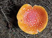 1 AMANITA MUSCARIA